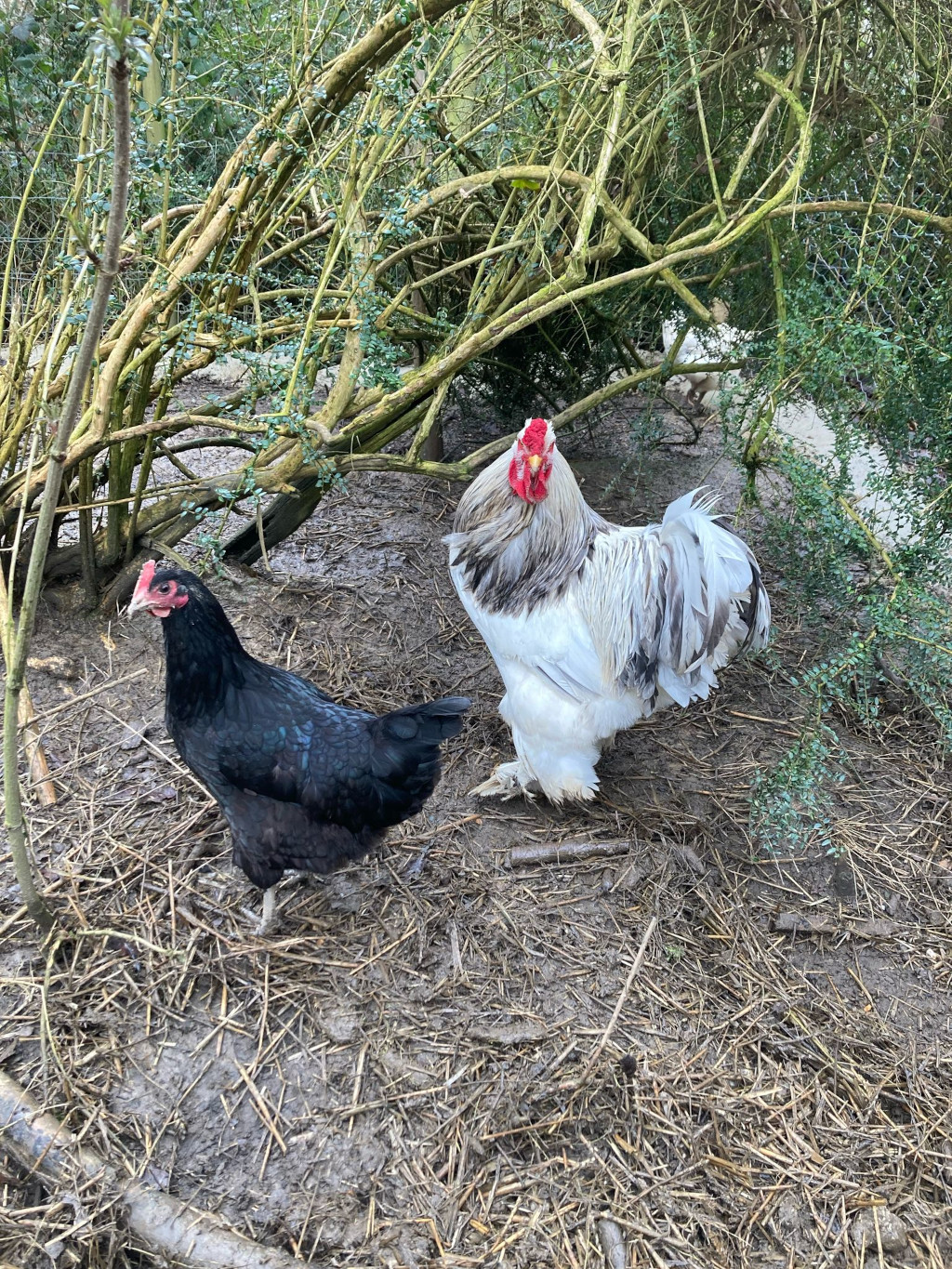 Free range chickens