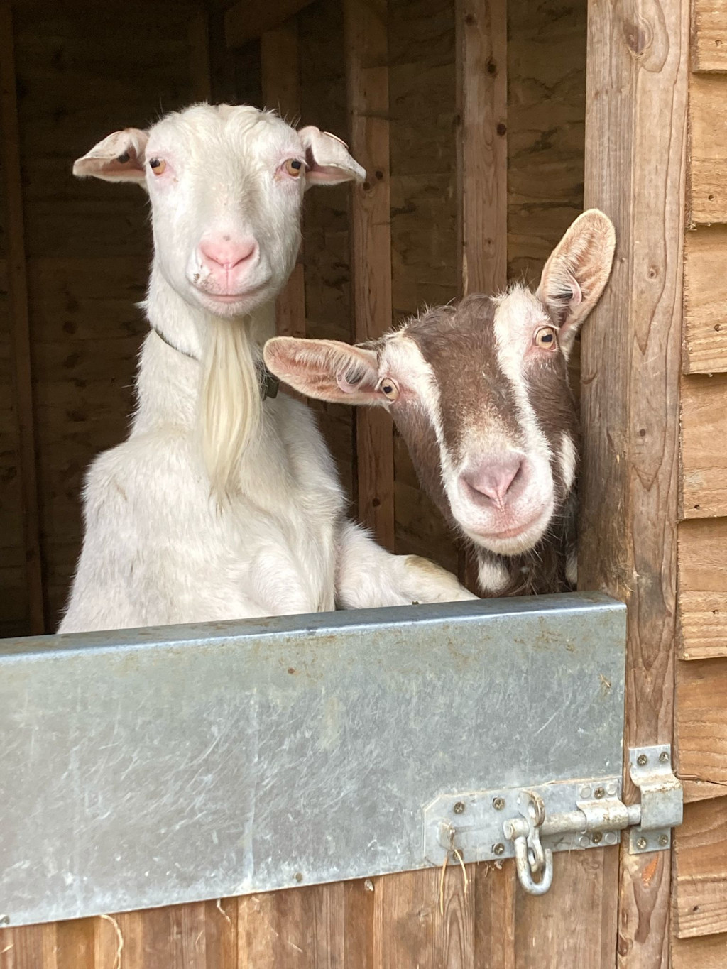 Our goats